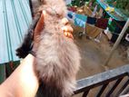 Persian Cat