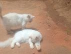 Persian Cat