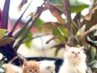 Persian Cat