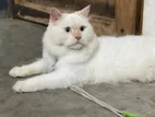 Persian Cat