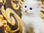 Persian Kitten