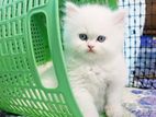 Persian Cat