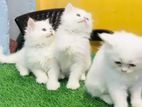 Persian Kittens