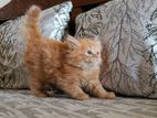 Persian Cat