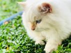 Persian cat
