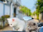 Persian Cats