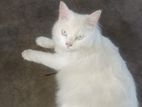 Persian cat