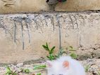 Persian cat