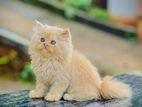 Persian Cat