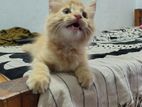 Persian Cat