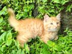 Persian cat