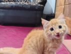 Persian Cat