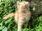 Persian Cat