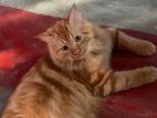 Persian Cat