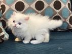 Persian cat