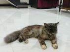 Persian Cat