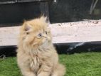 Persian cat