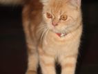Persian cat