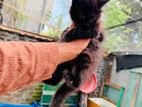 Persian Cat