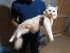 Persian Cat