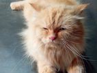 Ginger Persian Cat