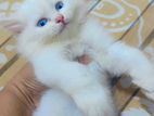 Persian Cat