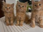 Persian Kittens