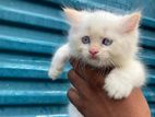 Persian Cat