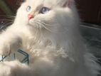 Persian Cat