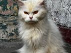 Persian Cat