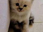 Persian Cat