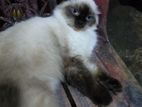 Himalayan Cat