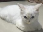 Persian Cat