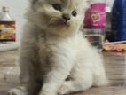 Persian cat