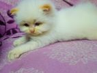 Persian Cat