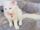 Persian Cat