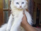 Persian Cat