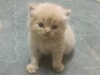 Persian cat