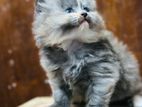 Persian cat