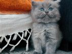 Persian Cat