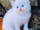 Persian Cat