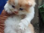 Persian Cat