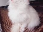 Persian Cat