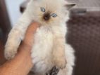 Persian Cat