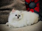 Persian Cat