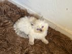 Persian Cat