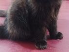 Persian Cat