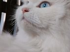 Persian Cat