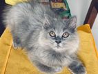 Persian Cat