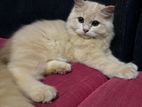 Persian cat